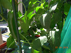 15 week peppers - carmen lost another 6 to BER, nothing edible on them :/