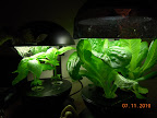 3 week basil, 4 week roman emperor romaine now in munch mode