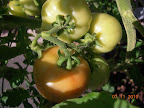 15 week razzleberry tomato - one ripening