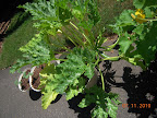 10 week zuke and 1-week backup cukes (tendergreen, pearl) - that large zuke's flower has never opened
