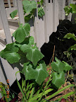 10 week Japanese cuke, 2nd Jcuke to harvest