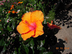 I love hibiscus...
