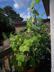 10 week small cukes and 15 week tomando tomato