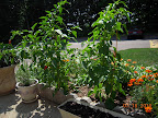 17-week mini red stuffing peppers, loaded, still flowering, big plants - harvesting red now