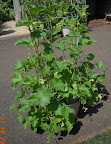 11 week cantaloupe - 3 melons sitting inside pot so they won't roll away - don't look ripe yet, but not getting bigger