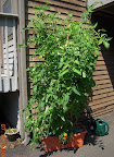 16/17 week bucks and early girl tomatoes - bucks starting to ripen, EG harvesting