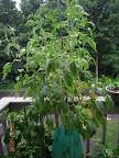 17 week brandy boy tomato RIP - cut it down due to permanent BER and early blight