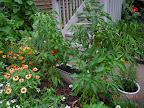 18 week mini red stuffing peppers - harvesting steady stream of little red peppers, still flowering