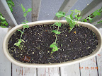 3+ week sugar snap peas