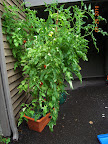 17/18 week bucks county and early girl tomatoes