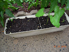 1+ week blue lake bush beans