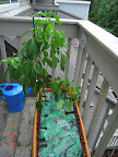18 week carmen starting to ripen its first. Deleted the mohawk pepper today - carmen has growbox to itself, briefly.