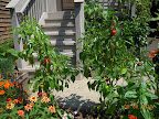 20 week mini stuffing peppers, harvesting heavily - salmon profusion zinnias at bottom left