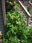 two 14-week Japanese cucumber vines, bearing heavily