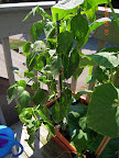 20 week carmen pepper, harvested some this week, has maybe 10 green peppers on it, mostly small