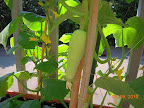 5 week tendergreen and pearl cucumbers busily setting fruit