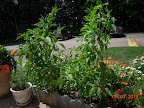 19 week mini stuffing peppers, harvesting heavier now