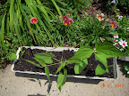 2+ week blue lake bush beans - just moved out of the peppers' shadow