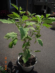 19 week gretel eggplant, still bearing well - pruned yellowest leaves and dosed with copper fungicide