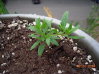 calibrachoa clones (3 weeks old?) moved from AG into railing planters - there's already a bud (not visible in this picture)
