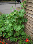 Two 15-week Japanese cukes, bearing heavily - but two fruit got too big, so... hopefully they'll keep going