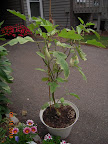 21 week gretel eggplant, still bearing... and growing, but pruning off sick leaves