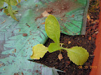 3.5 week kaboku chinese cabbage