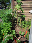 17 week Japanese cukes, still harvesting, still declining