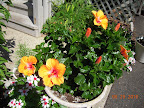 hibiscus