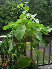 7 week tendergreen and pearl cukes - harvesting, powdery mildew, wasps / cucumber beetles / squash bugs...