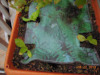4.5 week kaboku chinese cabbage x 2, new 2 week buttercrunch lettuce transplant (back left)