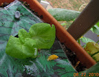 2 week buttercrunch lettuce transplant from AG mini, sharing with carmen pepper and cucumbers