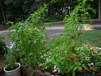 22 week mini stuffing peppers, still harvesting heavily, still flowering, little damage from huge tomato hornworm