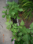 8+ week blue lake bush beans still bearing, speckly rusty problem...