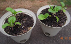 5 week toy choi, lot of insect damage, growing slow (supposed to harvest at 30 days)
