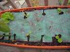 5 week buttercrunch, 3 week korean curls and chinese cabbages freshly transplanted