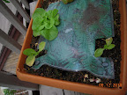 7.5 week chinese cabbages still not thriving, 5 week buttercrunch lettuce