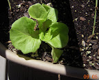 4 week Tom Thumb buttercrunch lettuce below sugar snap peas