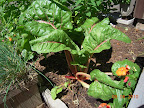 planted this chard in March?