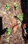 2 week sugar snap peas