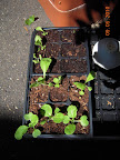 2 week korean curl lettuces + 2 varieties chinese cabbage - leaf miners. 1 week spinach not up yet.