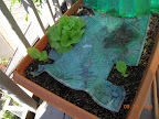 8.5 week chinese cabbages (lost cause) and 6 week buttercrunch lettuce