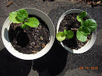 6 week swiss cheese toy choi - holes caused by hard-to-see little caterpillars, probably from cabbage white butterflies - crop discarded