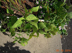 9+ week blue lake bush beans may have another flush of fruit to go, tho they look dreadful