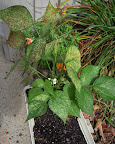 only one 11+ week bush bean left, flowering... looks dreadful
