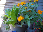 golden zinnias and a 10 week romaine