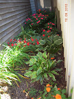 shade garden much happier in the cool