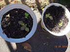 4 week korean curl lettuces