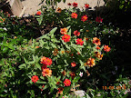 most color-drenched I've ever seen these zinnias - called 'em salmon before...