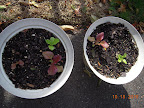 5 week korean curl lettuces